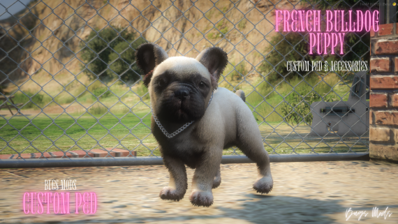 [OPEN] French Bulldog Puppy