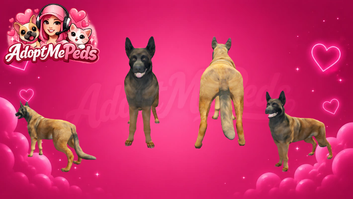 Belgian Shepherd & Belgian Shepherd Puppy