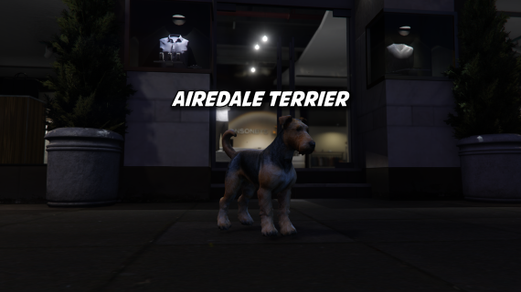 Airdale Terrier
