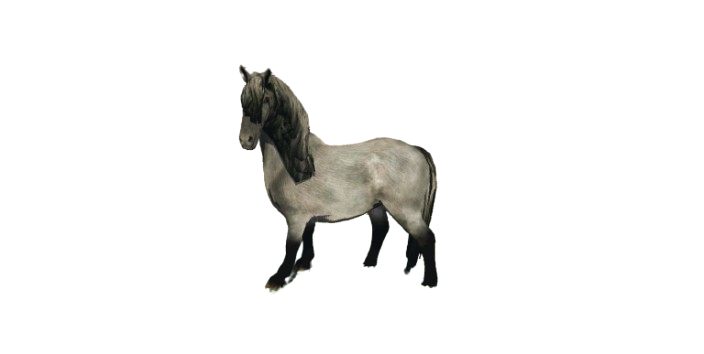 Gray Draft Horse