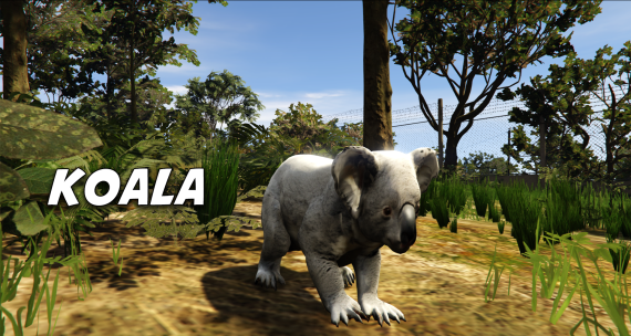 Koala