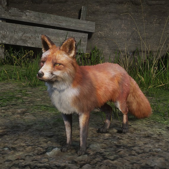Renard roux