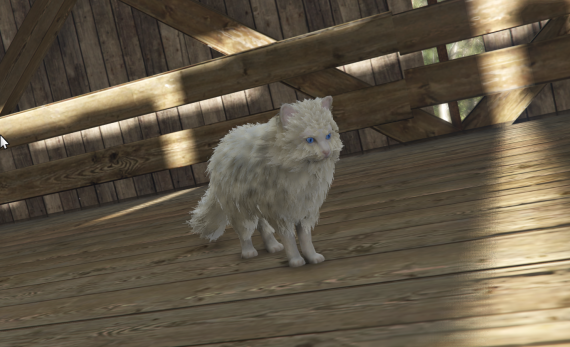 Fluffy Cat