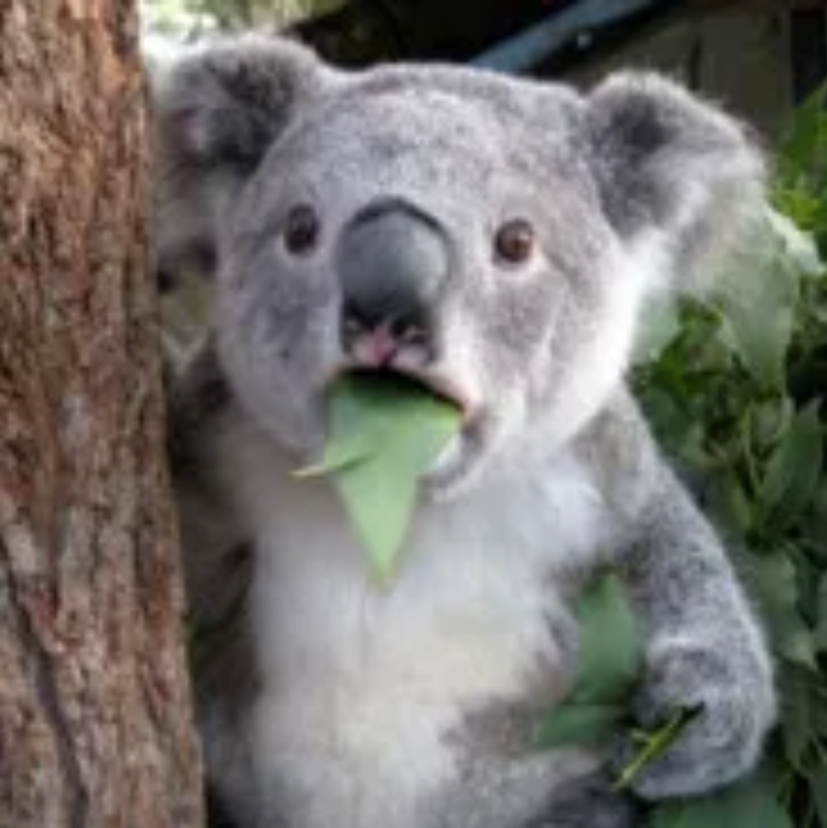 KOALA KIT - new subscription kit - $8 - 20 days