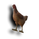 Brown Chicken Weapon
