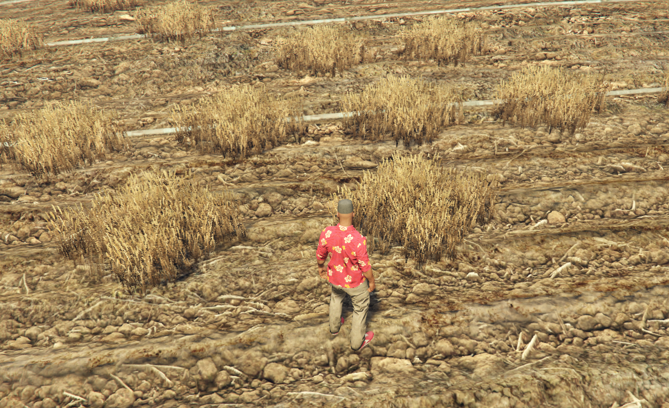 Wheatfield