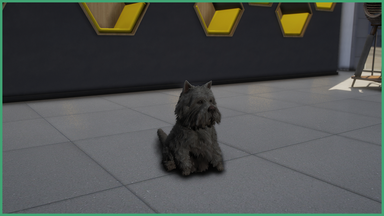 White Westie