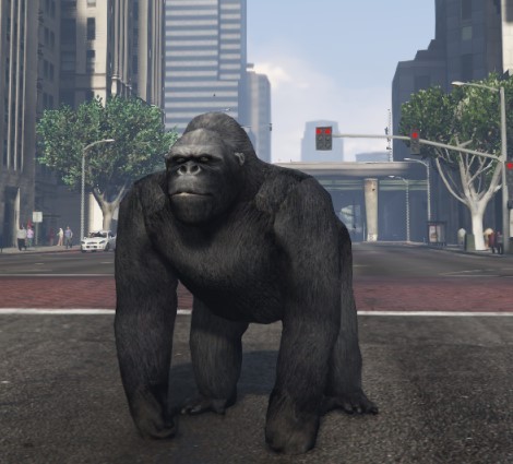 Gorilla