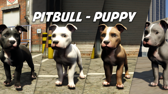 Pitbull - Puppy
