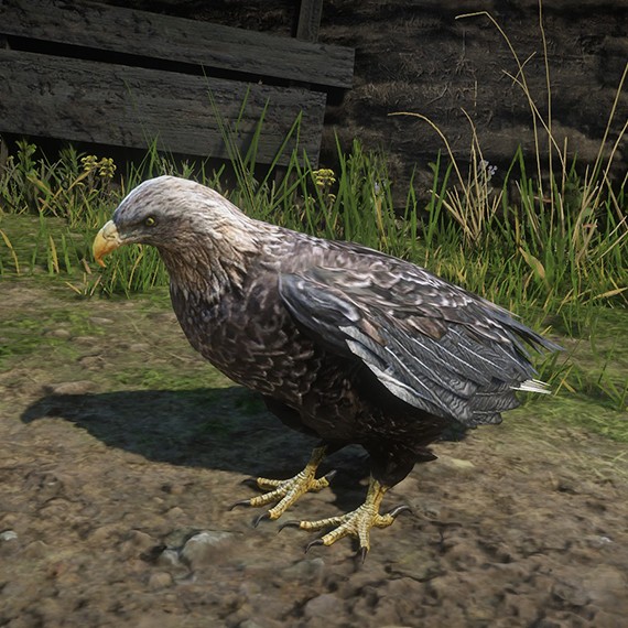 Aigle royal
