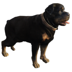 Overige honden