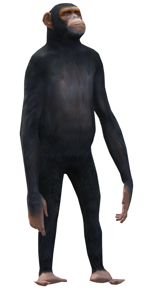 Pet Chimp