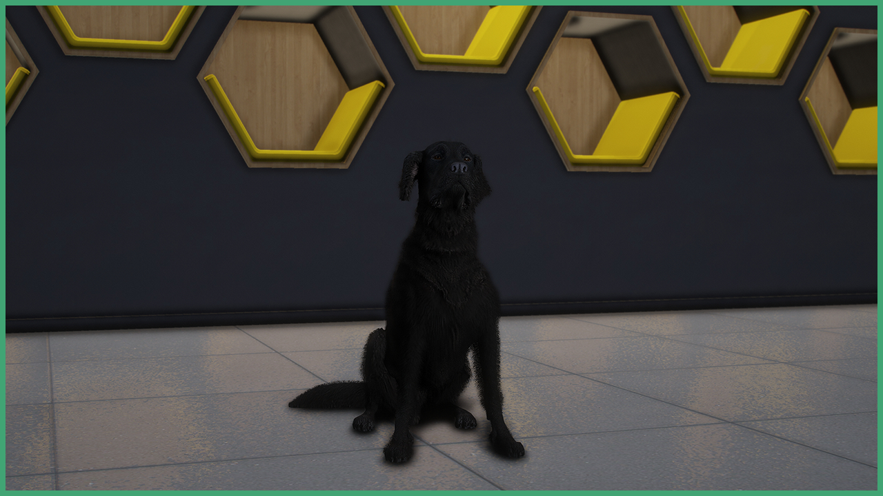 Black Retriever
