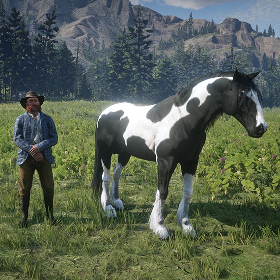 Frison - Pie