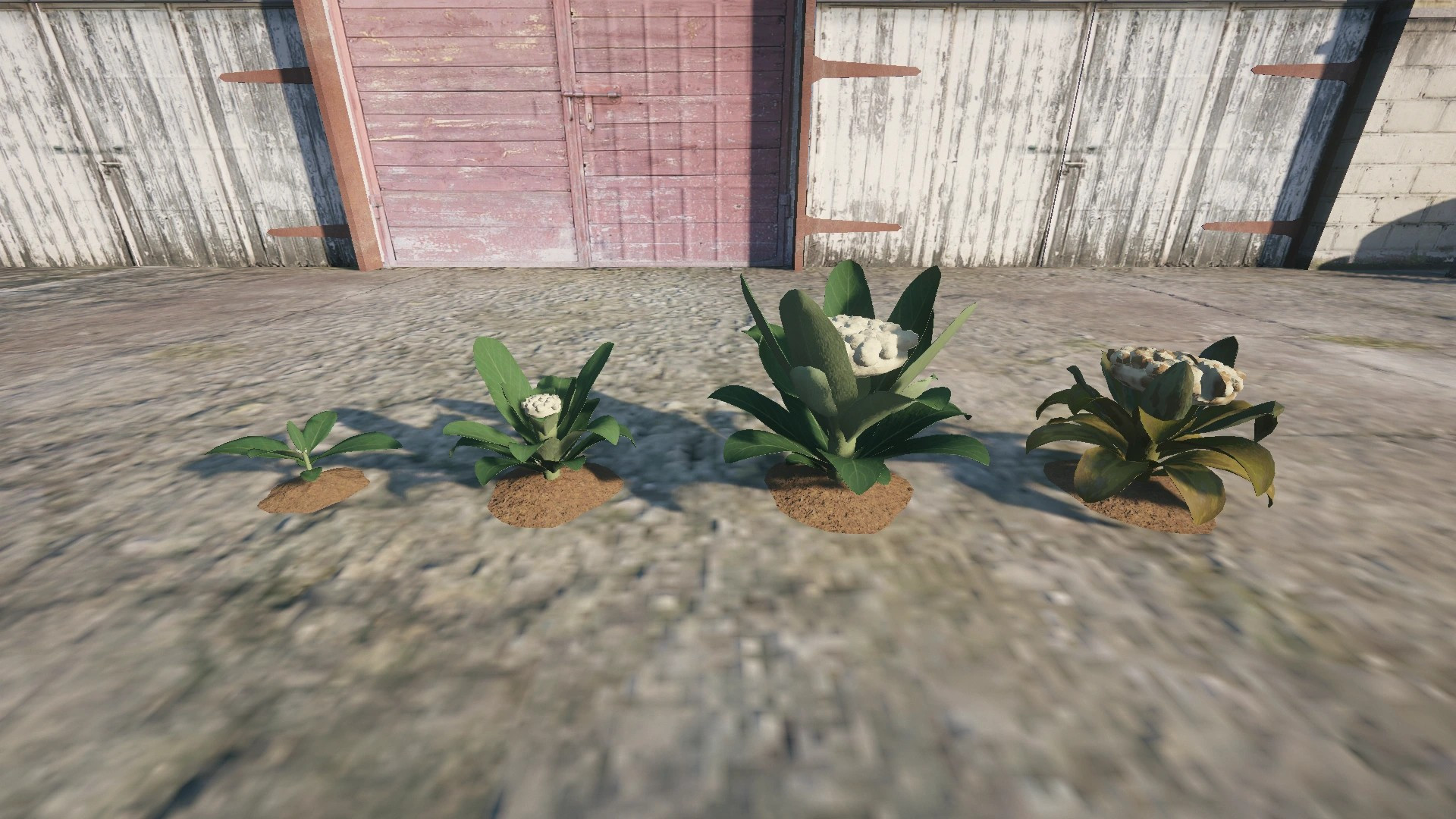 Farm Props: Leafy Greens & Herbs - 5