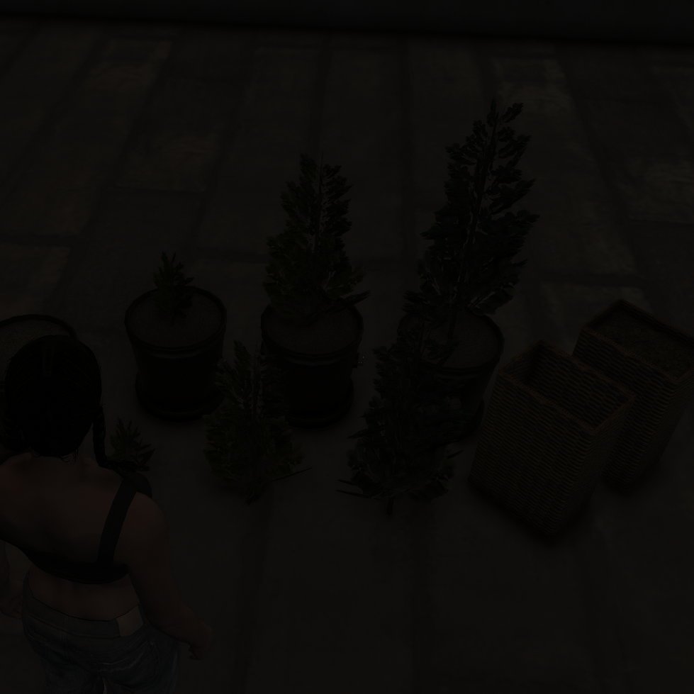 New Coca plant