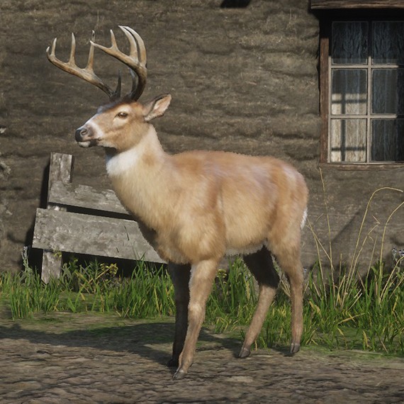 Cerf de Virginie