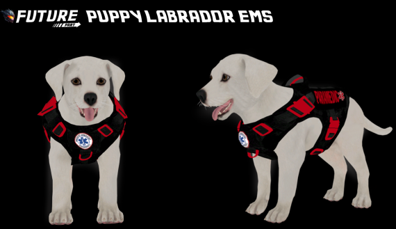 [DOG] [PUPPY] Puppy Labrador EMS
