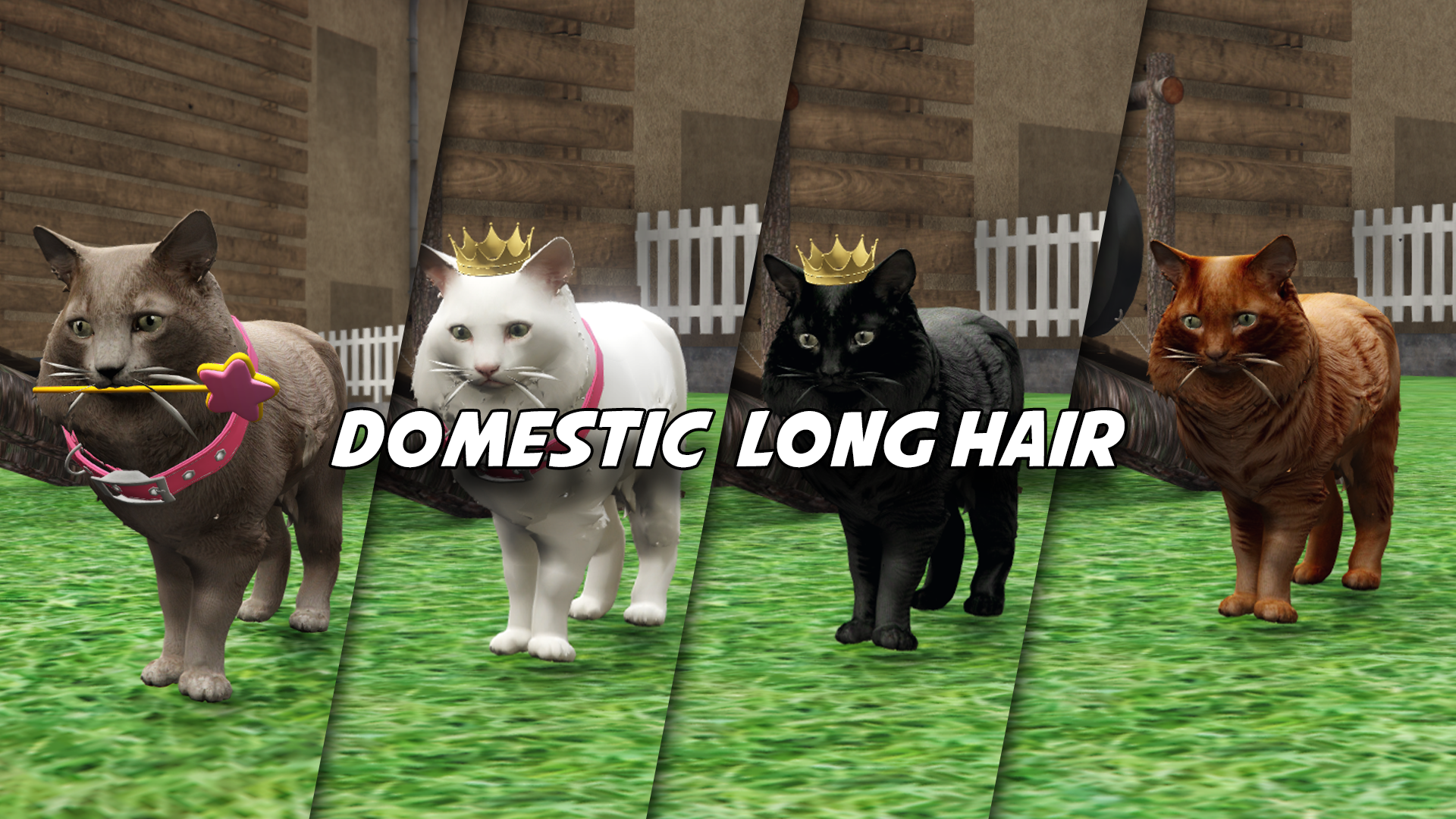 Domestic Long Hair