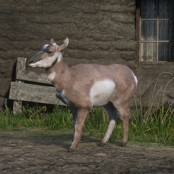 Antilope