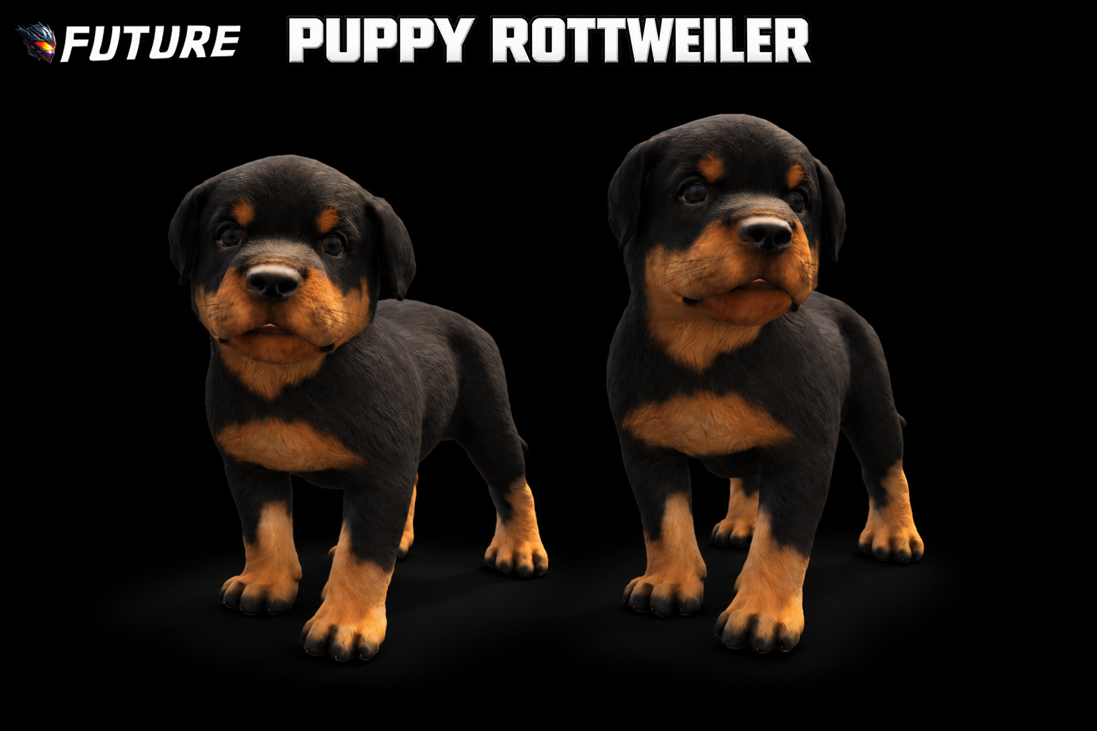 [DOG] [PUPPY] Puppy Rottweiler