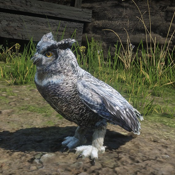 Hibou