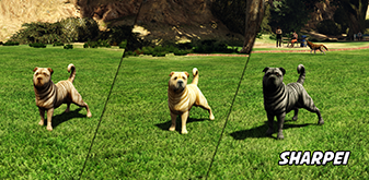 Sharpei