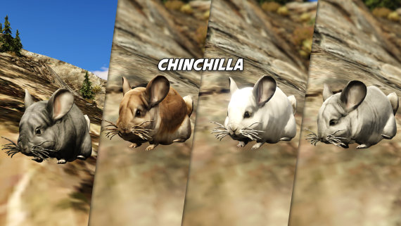 Chinchilla