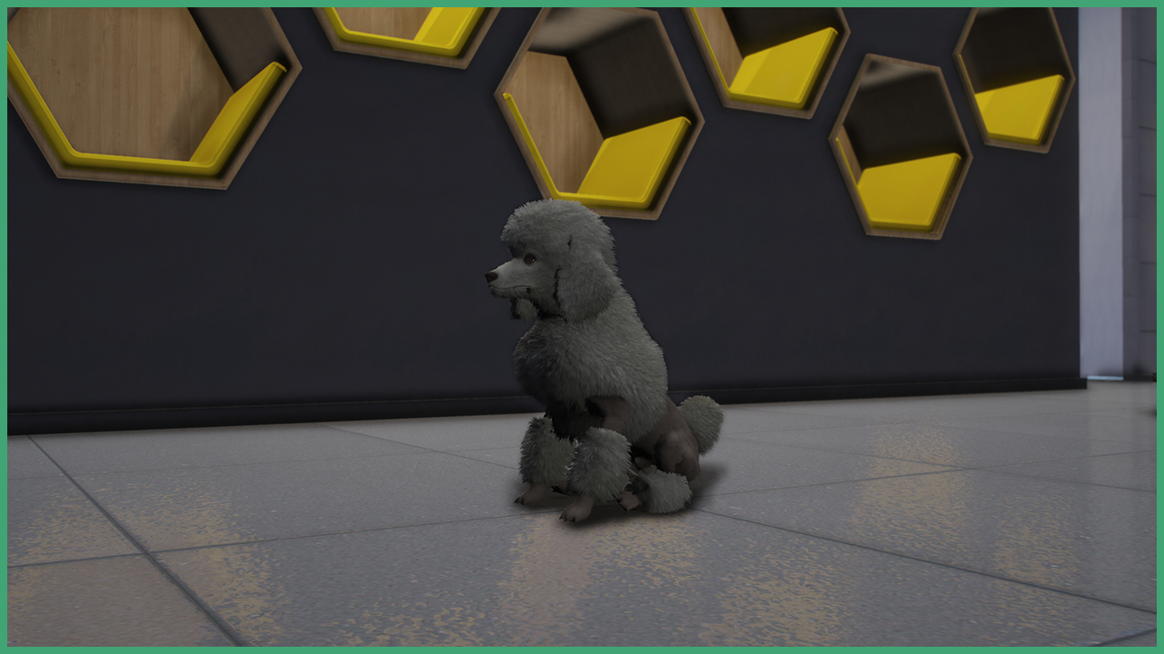 Poodle