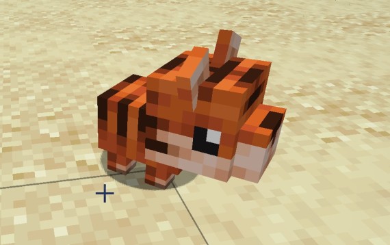 Baby Tiger Pet
