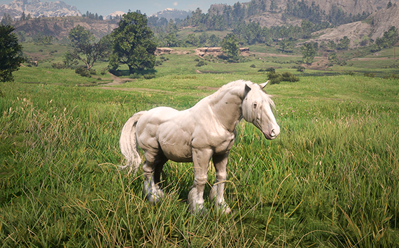 Breton White  Poney - Femea