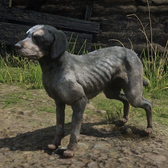 Chien Coonhound Bluetick (Galeux)