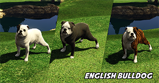 English Bulldog