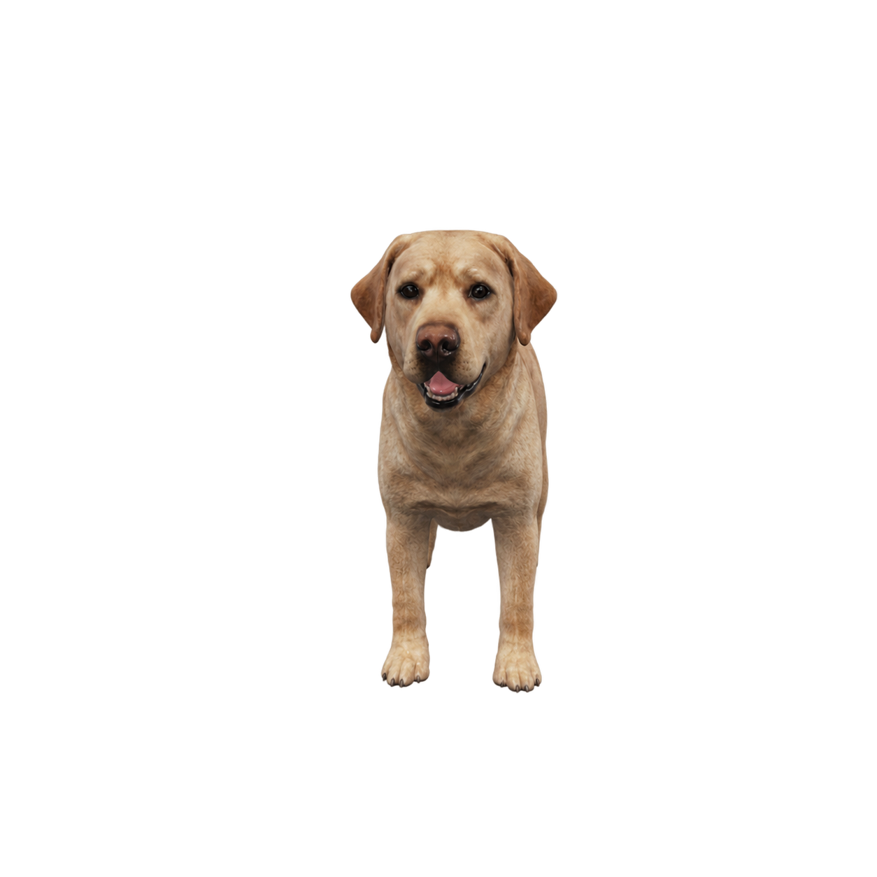Labrador