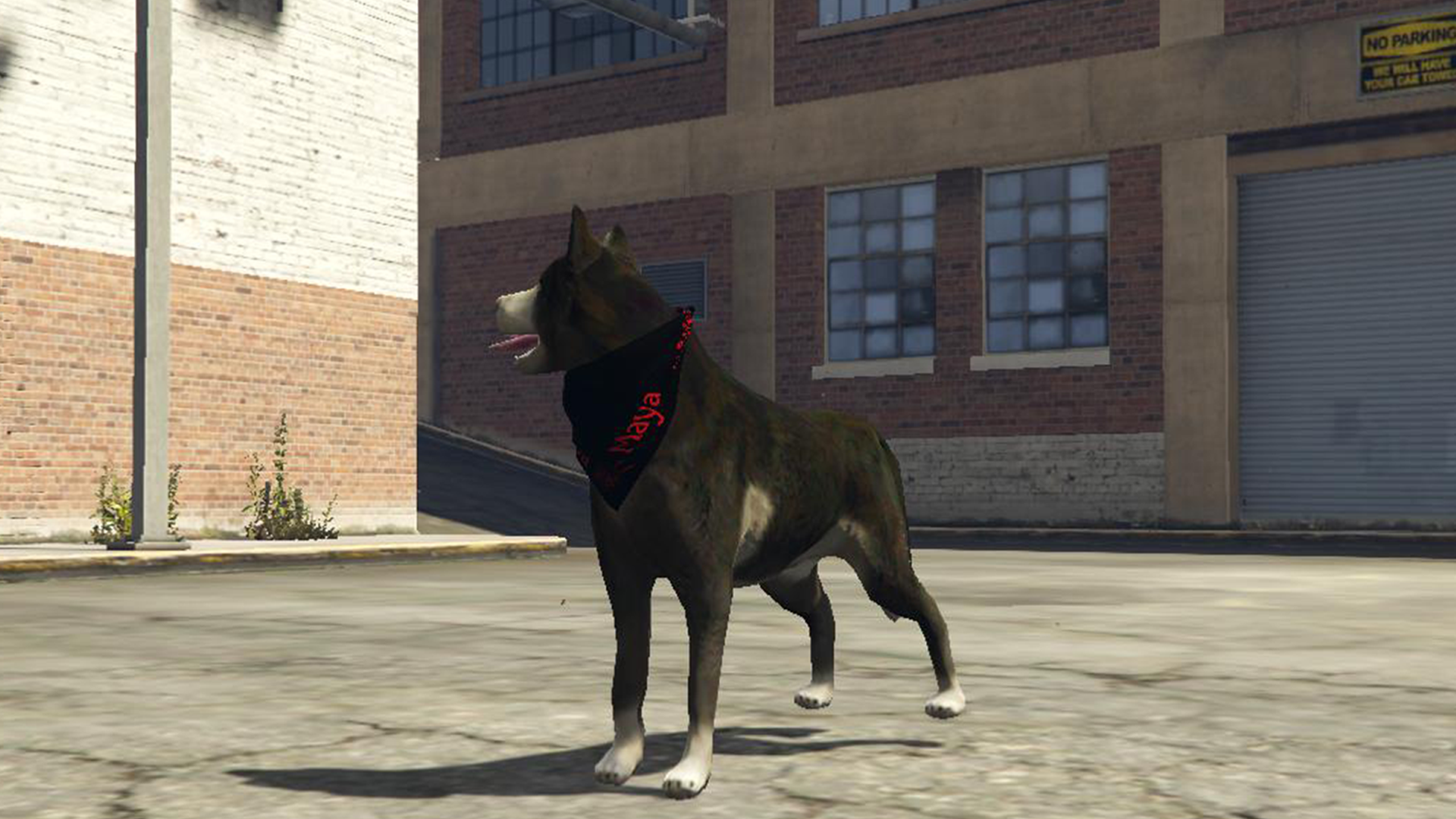 Husky with Bandana