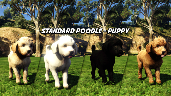 Standard Poodle - Puppy