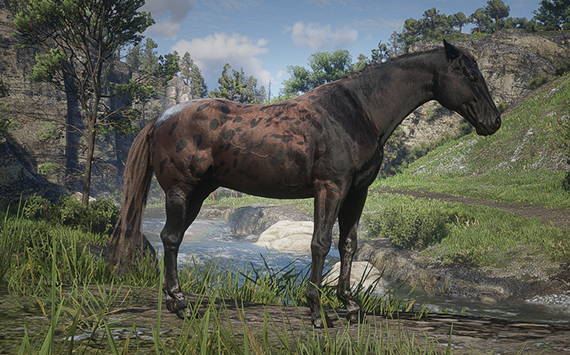 Appaloosa Black Varnish Roan - Macho