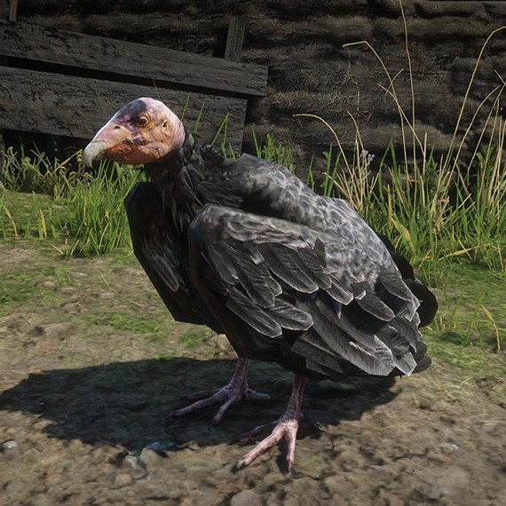 Condor de Californie