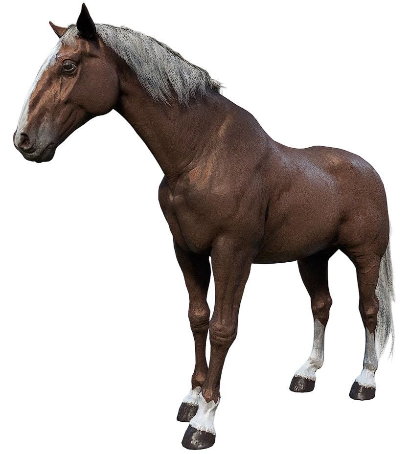 Flaxen Chestnut Hungarian Halfbred