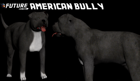 [DOG] American Bully