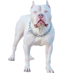 Pitbull