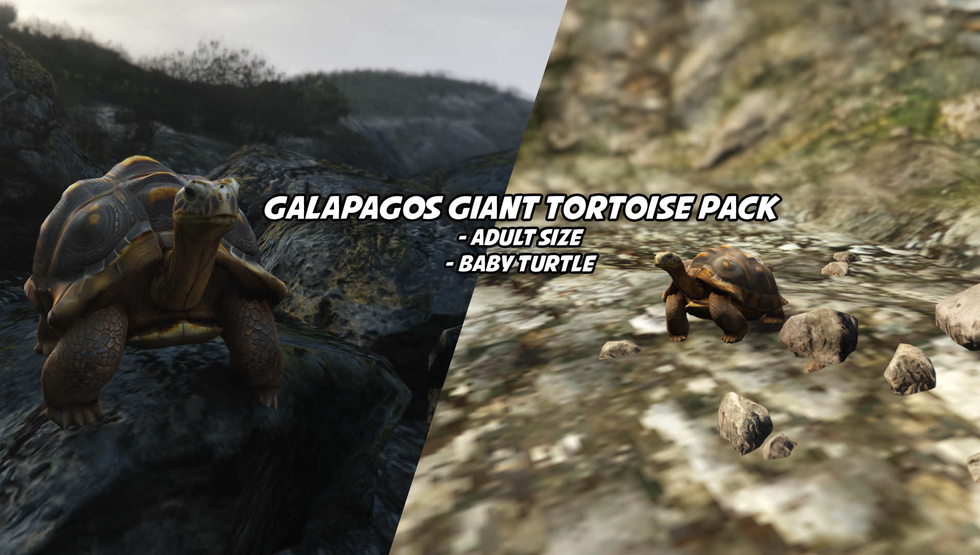 Giant Galapagos Tortoise Pack