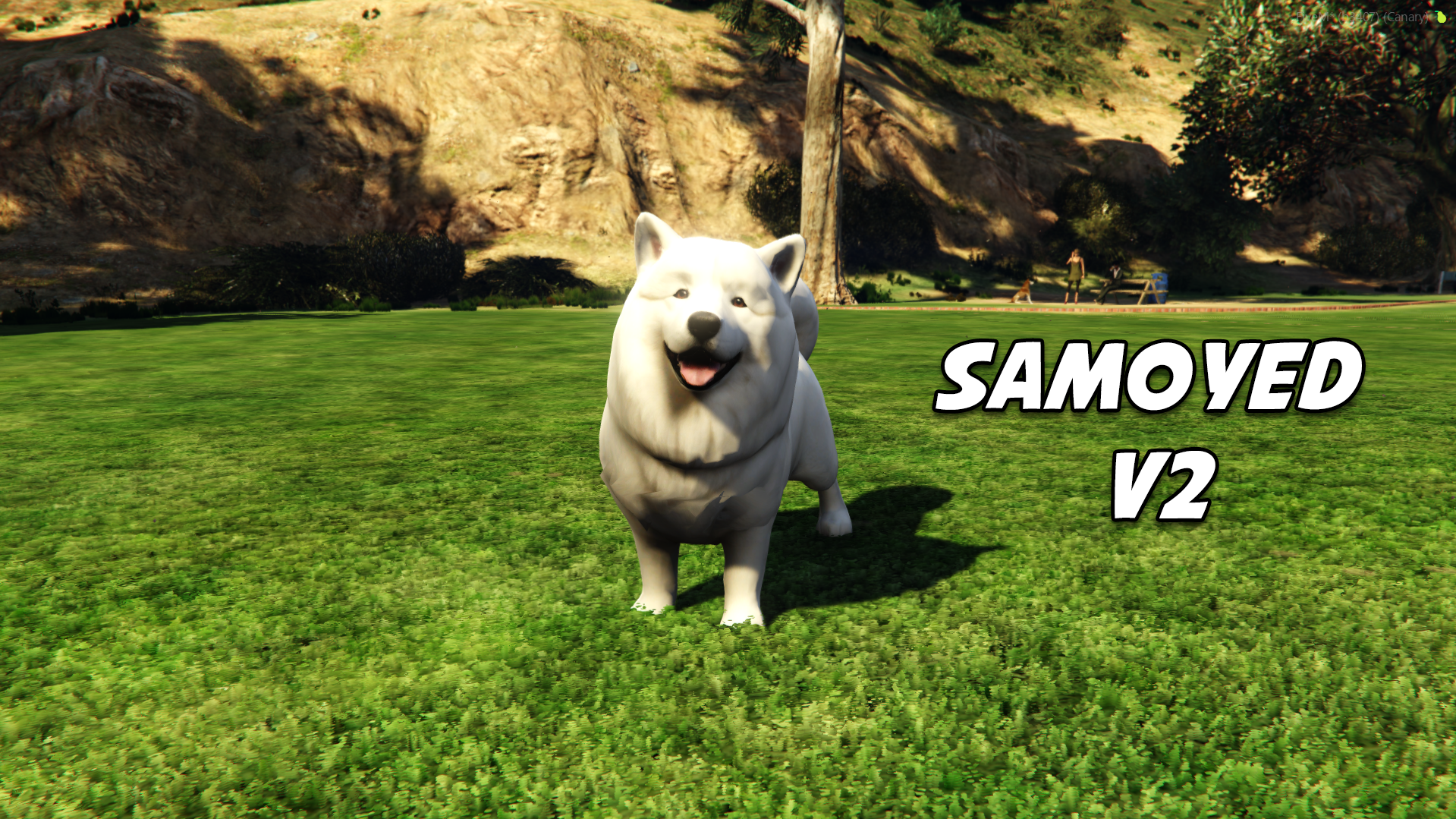 Samoyed