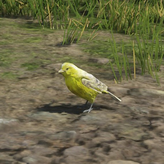 Oiseau chanteur
