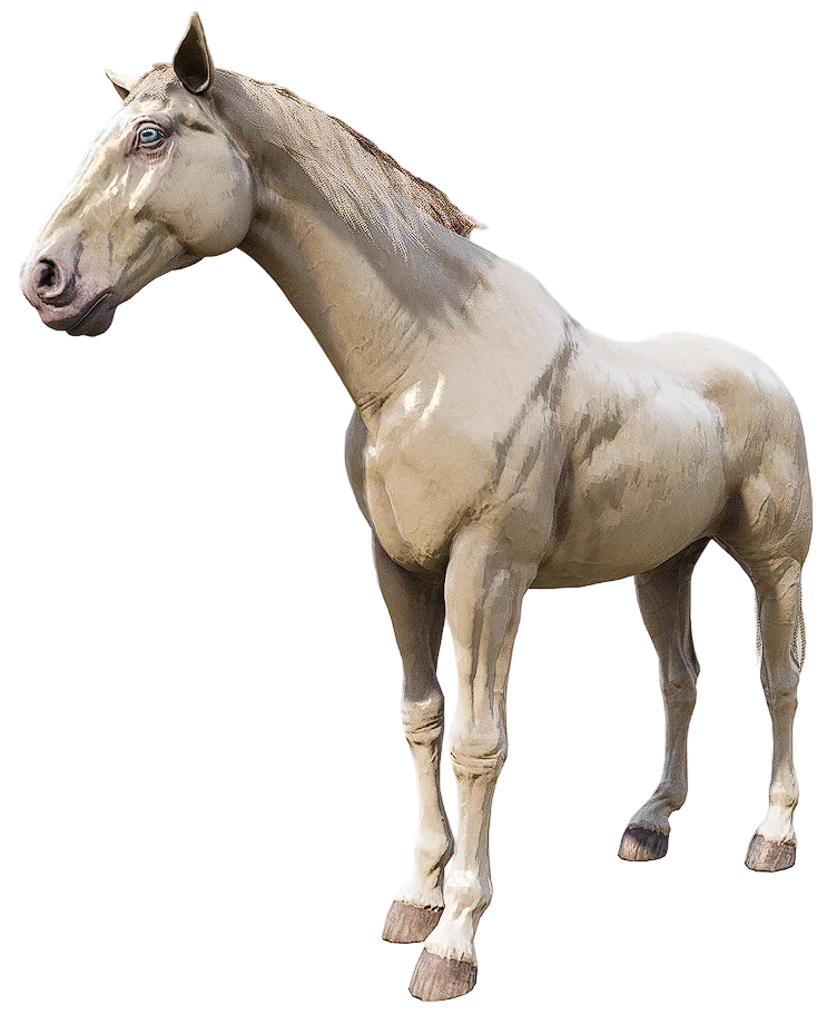 Cremello Dutch Warmblood