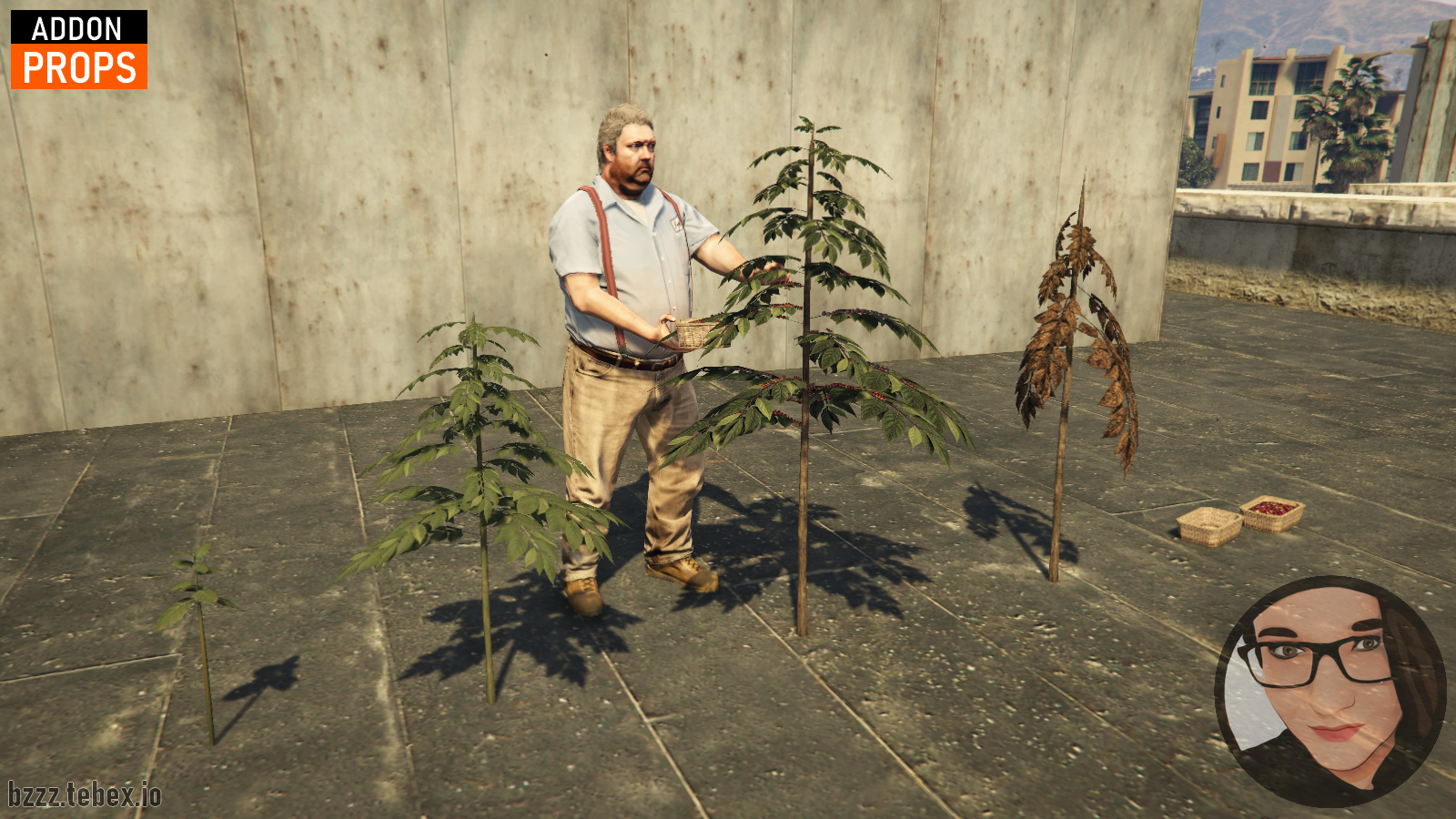 Coffee plant