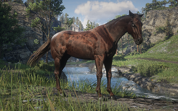Appaloosa Brown Varnish - Macho