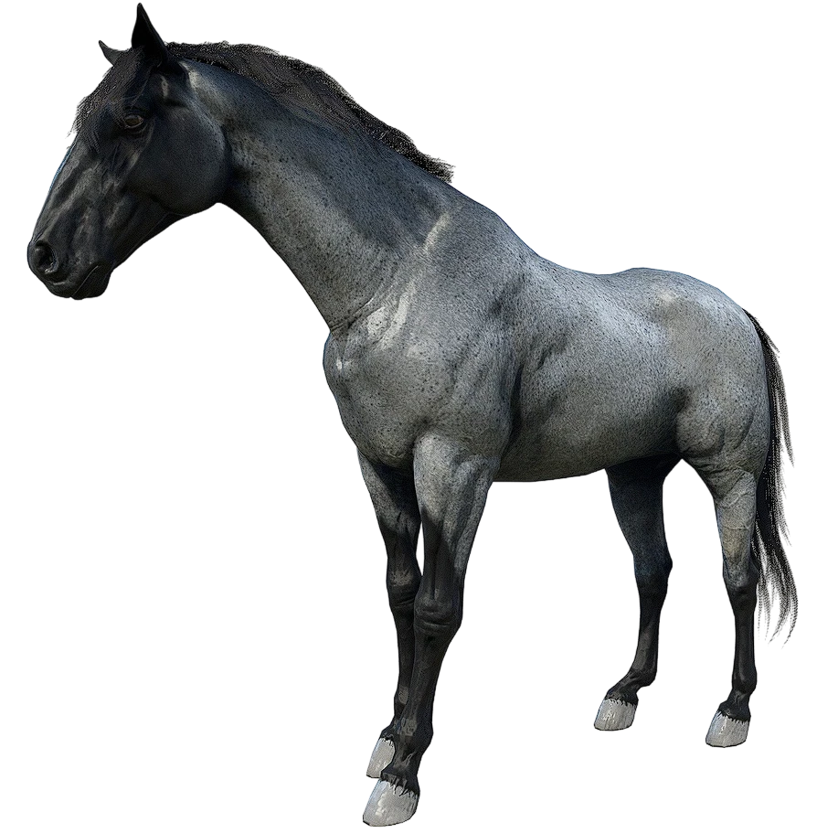 Blue Roan Missouri Fox Trotter