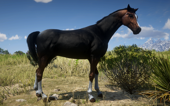 Anglo Arabe DarkBay - Macho