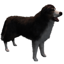 Overige honden